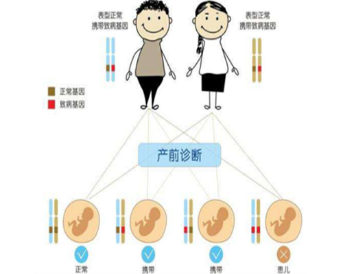 全国2026广州借卵试管*子费用明细表**价格一看便知